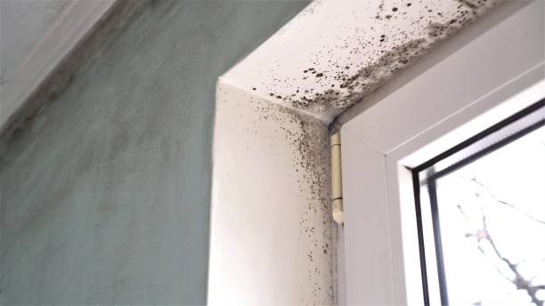 Best Air Quality Testing for Mold Spores  in Johns Creek, GA