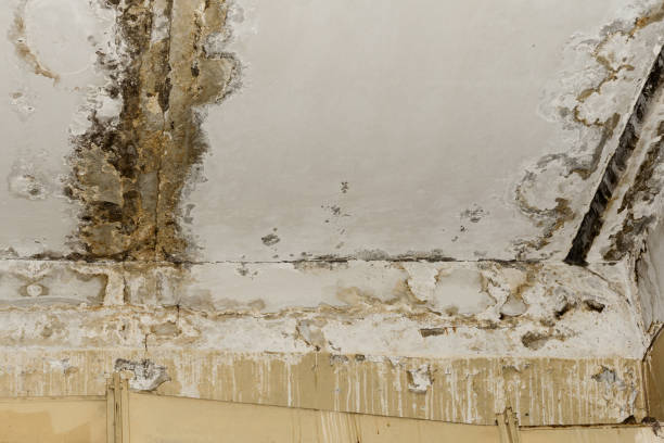 Best Basement Mold Removal  in Johns Creek, GA